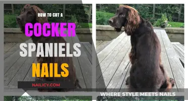 Trimming Nails: A Guide for Cocker Spaniel Owners