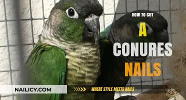 Trimming Your Conure's Nails: A Step-by-Step Guide