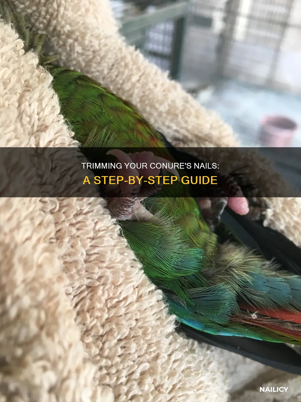 how to cut a conures nails