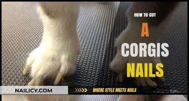 Trimming Your Corgi's Nails: A Step-by-Step Guide