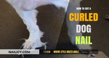 Trimming Curled Dog Nails: A Step-by-Step Guide