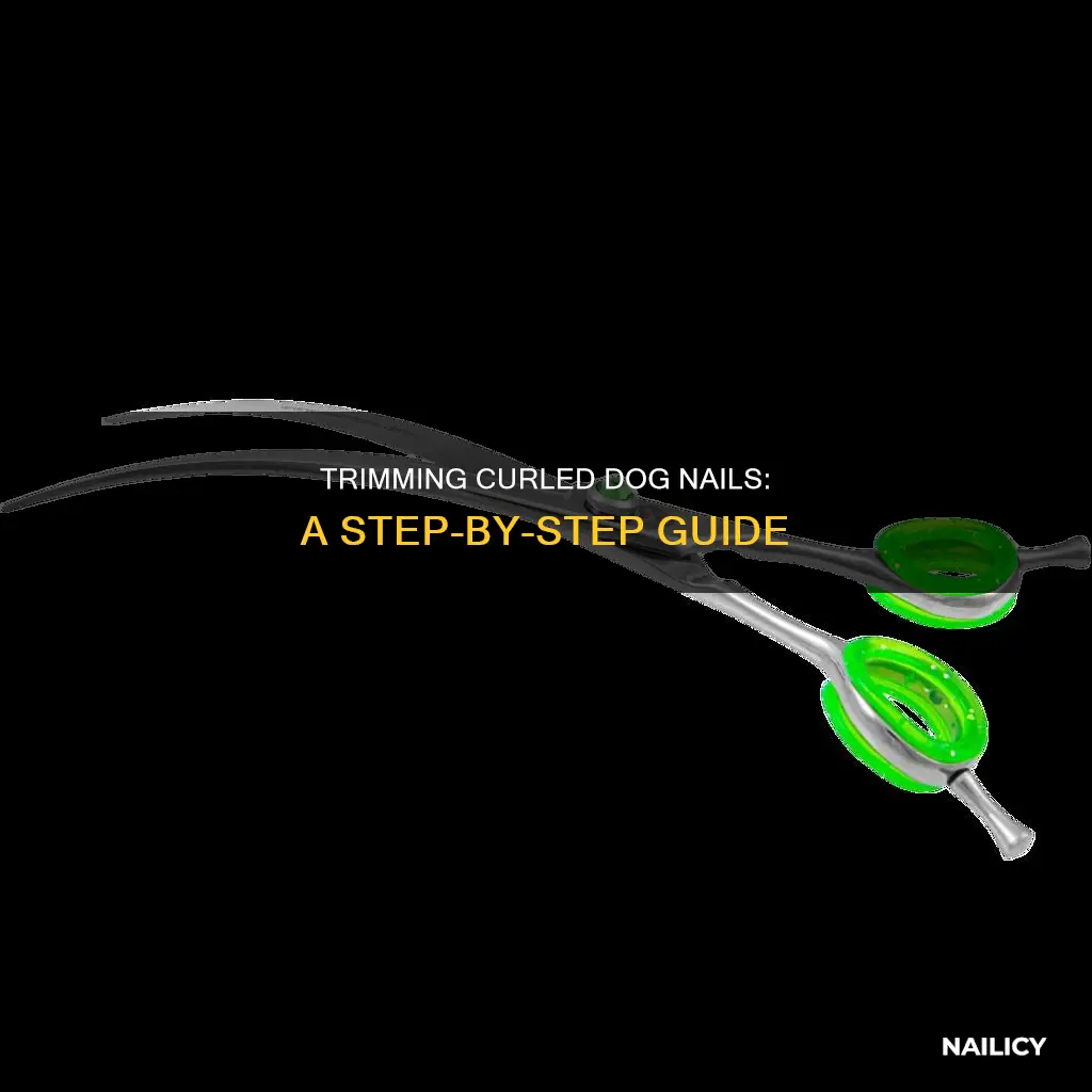 how to cut a curled dog nail