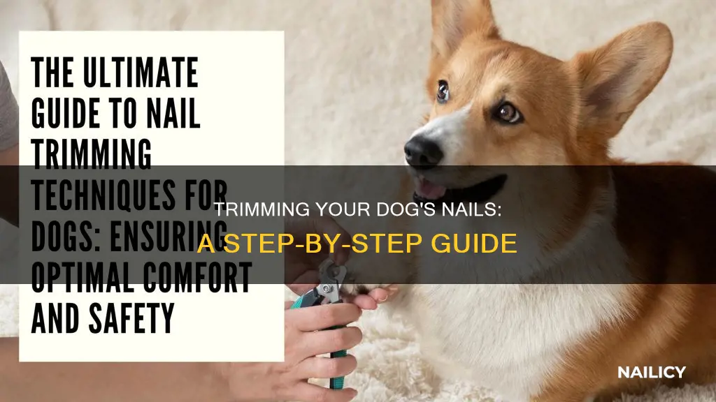 how to cut a digs nails