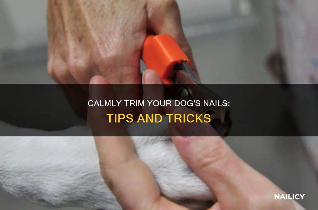how to cut a dog