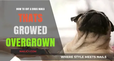 Trimming Your Dog's Overgrown Nails: A Step-by-Step Guide