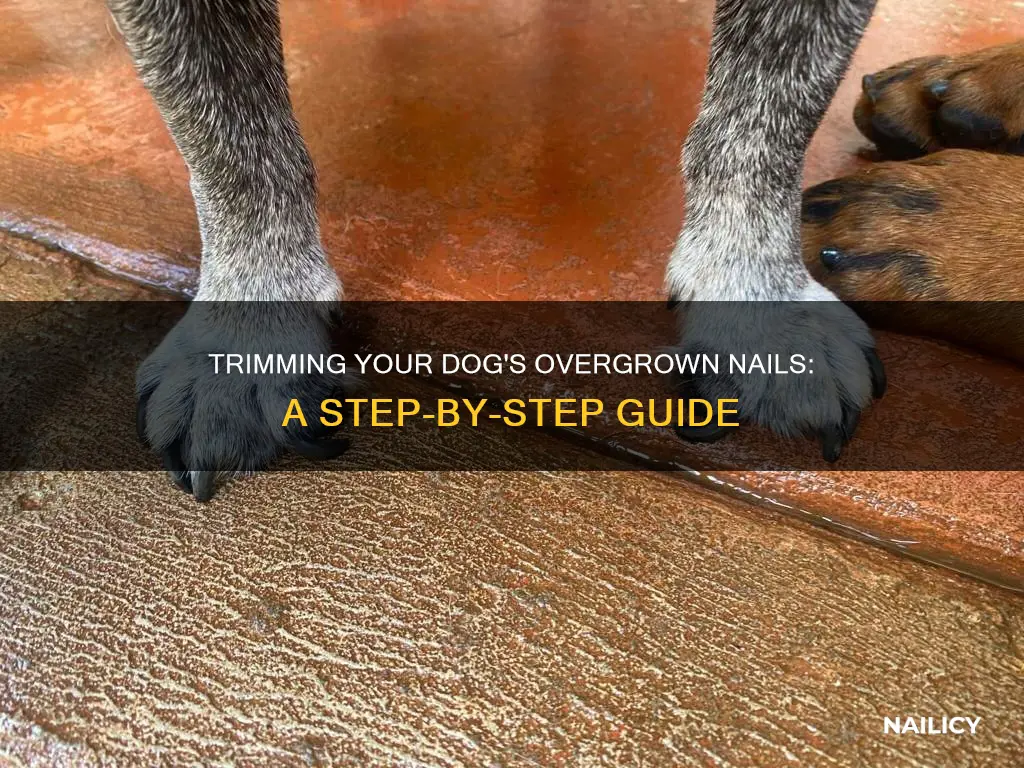 how to cut a dogs nails thats growed overgrown