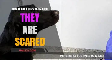 Calmly Clipping Nails: Strategies for Scared Dogs