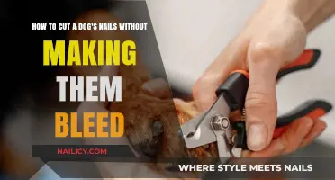 Trimming Dog Nails: A Safe and Easy Guide