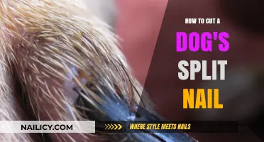 Trimming Your Dog's Split Nails: A Step-by-Step Guide