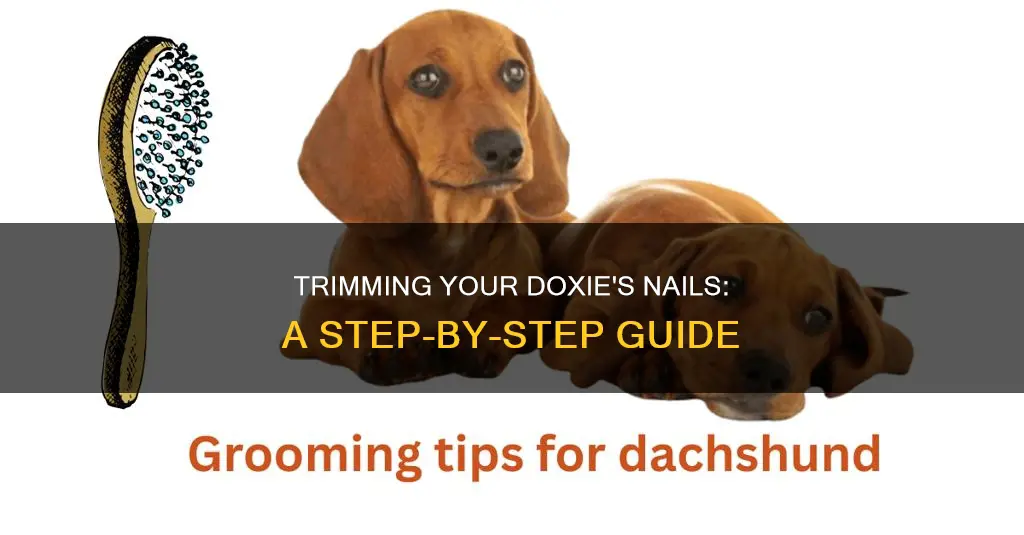 how to cut a doxie nails