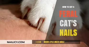 Trimming Feral Cat Claws: A Step-by-Step Guide