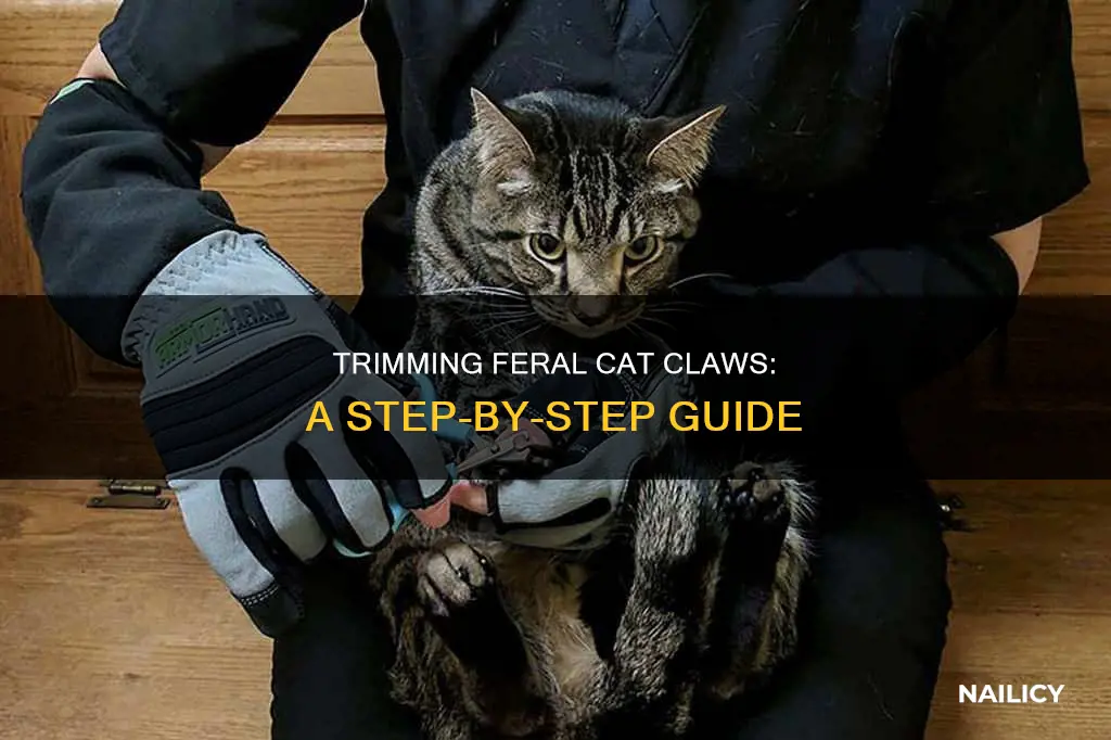 how to cut a feral cat