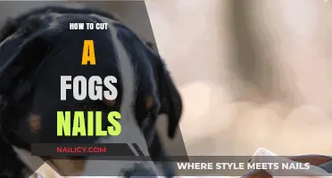 Trimming Your Dog's Nails: A Step-by-Step Guide