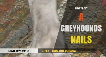 The Safe Way to Trim Your Greyhound's Nails