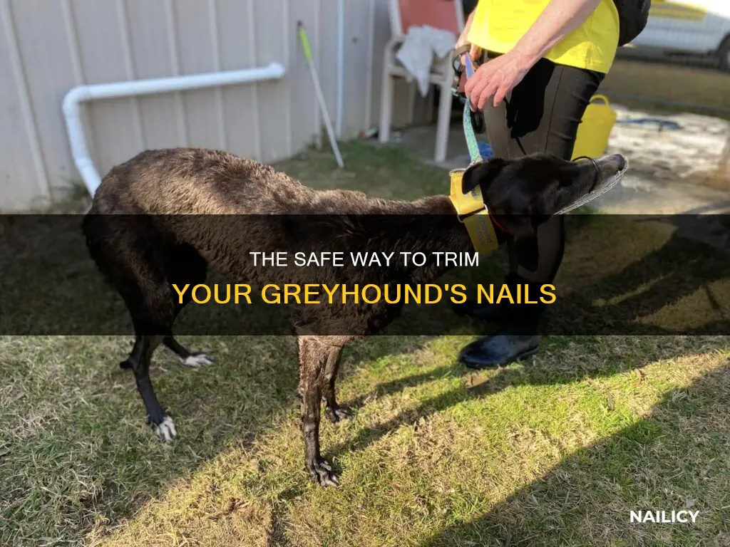 how to cut a greyhounds nails