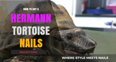 Trimming Hermann Tortoise Nails: A Quick Guide