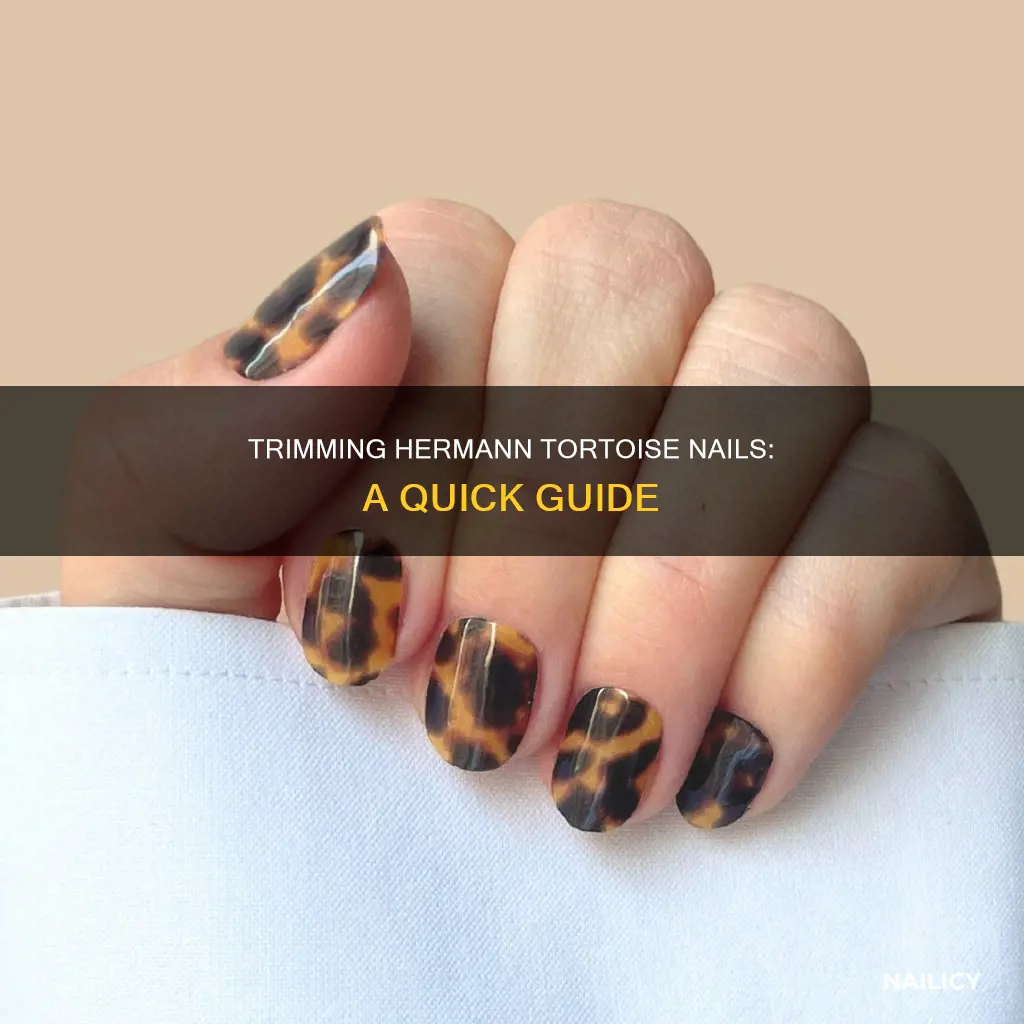 how to cut a hermann tortoise nails
