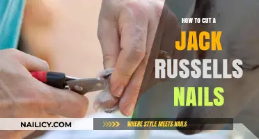 Trimming Your Jack Russell's Nails: A Step-by-Step Guide