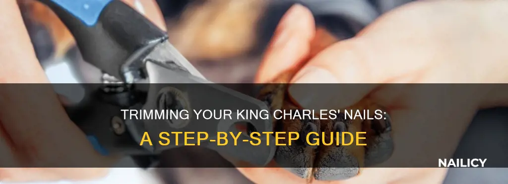 how to cut a king charles nails