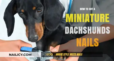 Trimming Your Dachshund's Nails: A Step-by-Step Guide