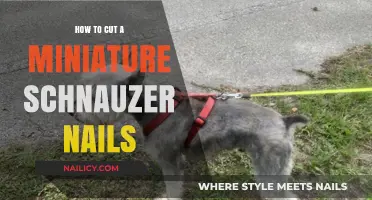 Trimming Your Miniature Schnauzer's Nails: A Step-by-Step Guide