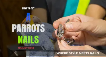 Trimming Your Parrot's Nails: A Step-by-Step Guide
