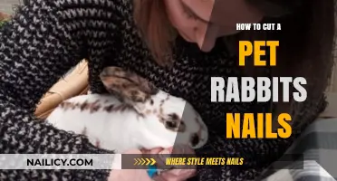 Trimming Your Rabbit's Nails: A Step-by-Step Guide