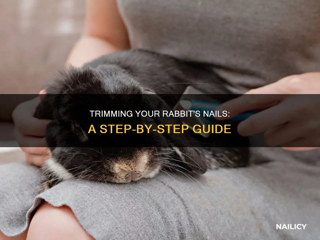 how to cut a pet rabbits nails
