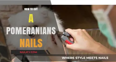 Trimming Nails: A Guide for Pomeranians