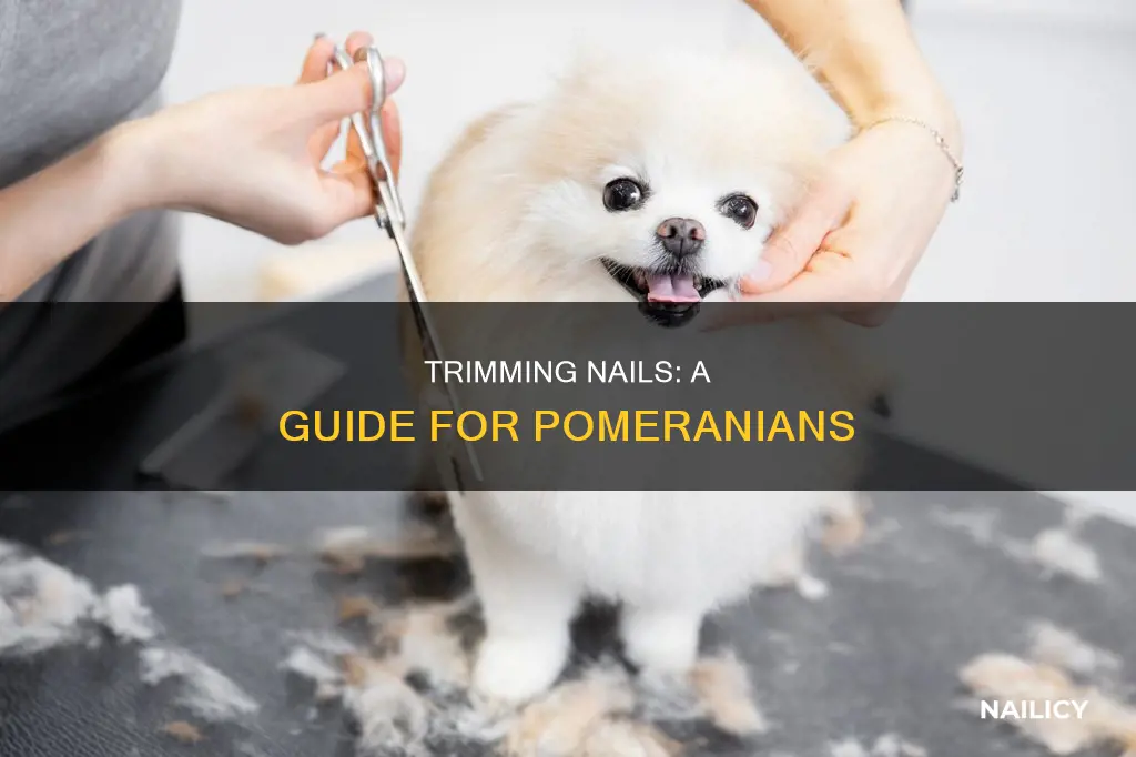 how to cut a pomeranians nails