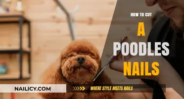 Trimming Your Poodle's Nails: A Step-by-Step Guide