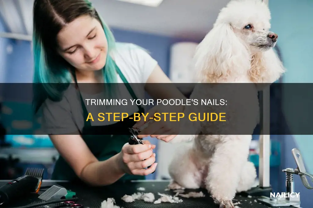 how to cut a poodles nails