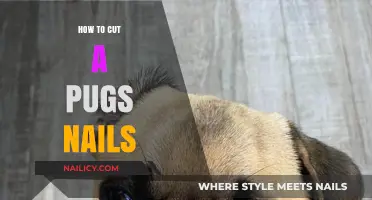 Trimming Your Pug's Nails: A Step-by-Step Guide