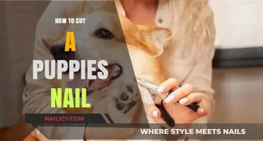 Trimming Your Pup's Nails: A Step-by-Step Guide