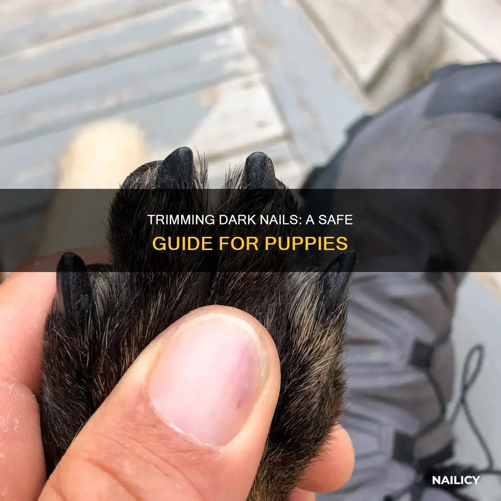 how to cut a puppy