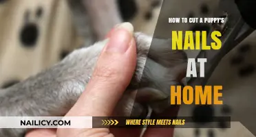 Trimming Puppy Nails: DIY Home Guide