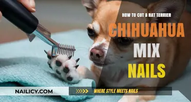 Trimming Nails for Your Rat Terrier Chihuahua Mix