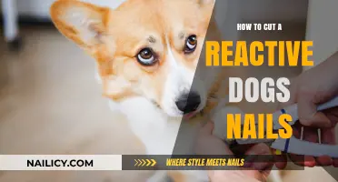 Calmly Trimming Nails: Strategies for Reactive Dogs