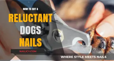 Calmly Trimming Your Dog's Nails: A Step-by-Step Guide