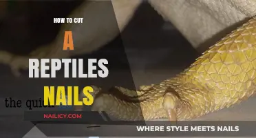 Trimming Reptile Nails: A Step-by-Step Guide