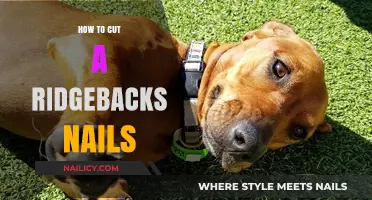 Trimming a Ridgeback's Nails: A Step-by-Step Guide