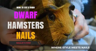 Trimming Robo Dwarf Hamster Nails: A Step-by-Step Guide