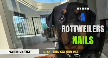 Trimming Your Rottweiler's Nails: A Step-by-Step Guide