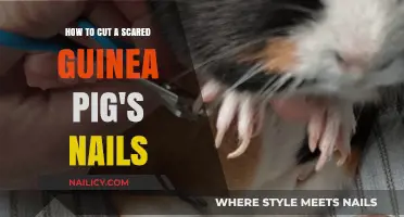 Trimming Your Scared Guinea Pig's Nails: A Step-by-Step Guide