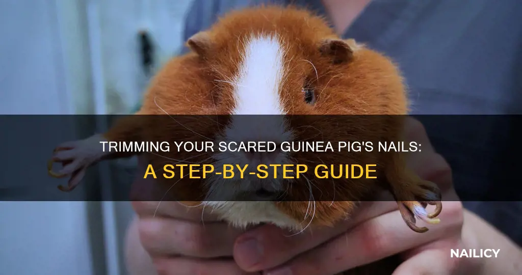 how to cut a scared guinea pig