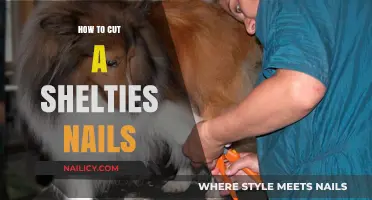 Trimming Your Sheltie's Nails: A Step-by-Step Guide