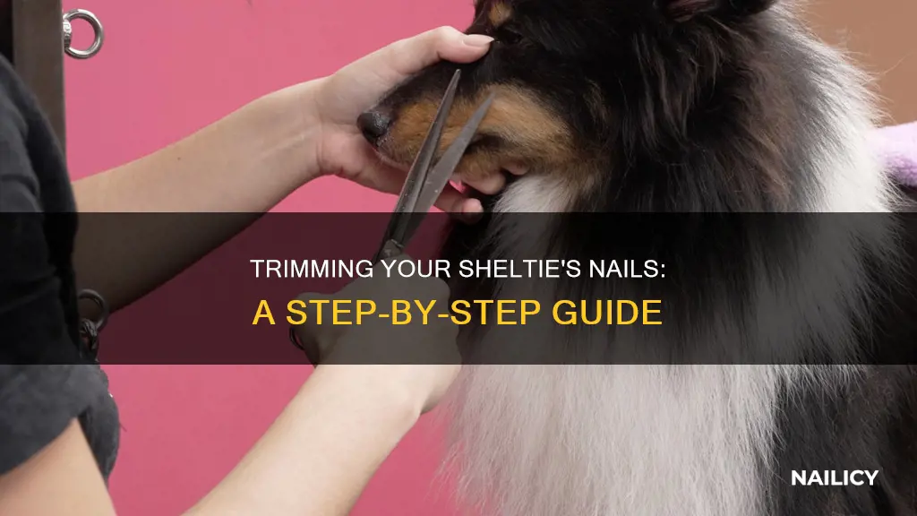 how to cut a shelties nails