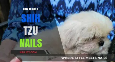 View of Trimming Your Shih Tzu's Nails: A Step-By-Step Guide | Nailicy