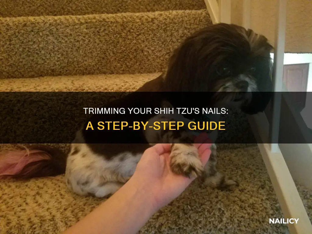 how to cut a shih tzu nails