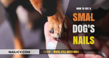 Trimming Your Small Dog's Nails: A Step-by-Step Guide